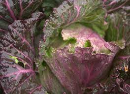 25 Types of Cabbages (With Pictures)