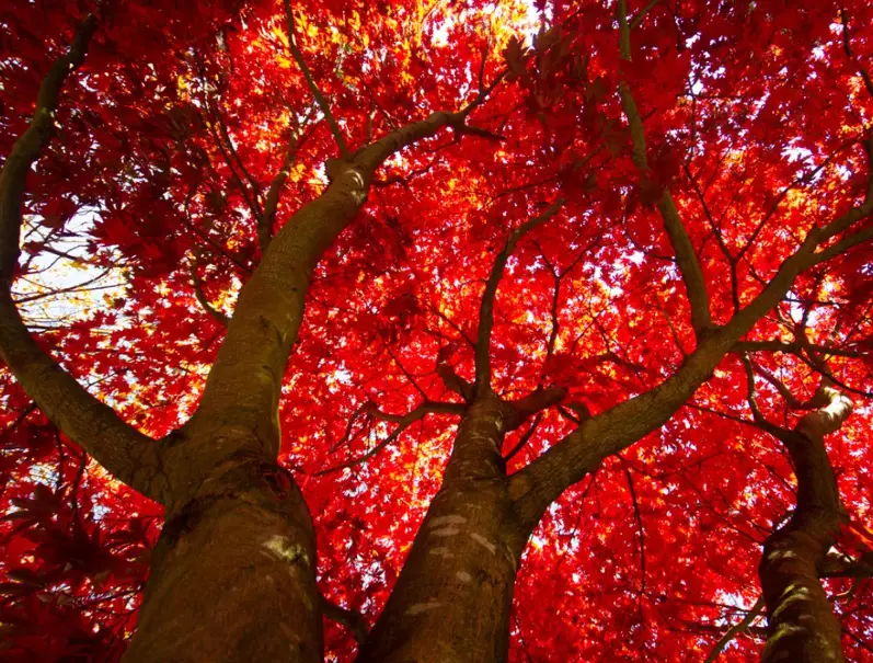 red maple