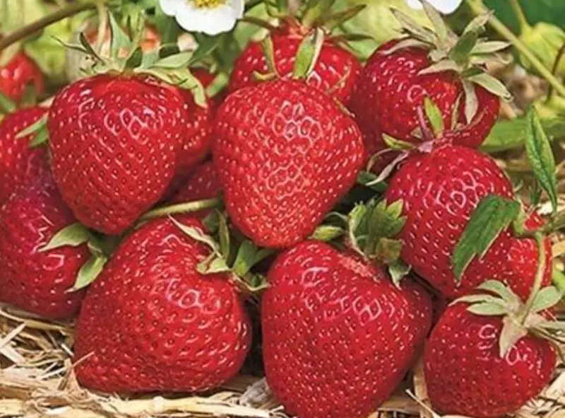 Types of Strawberry Plants