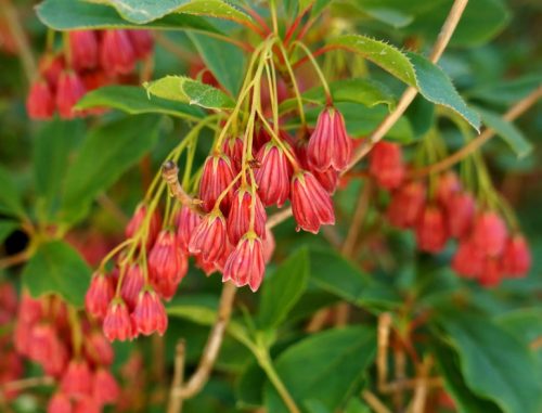 Flowers that Start with R