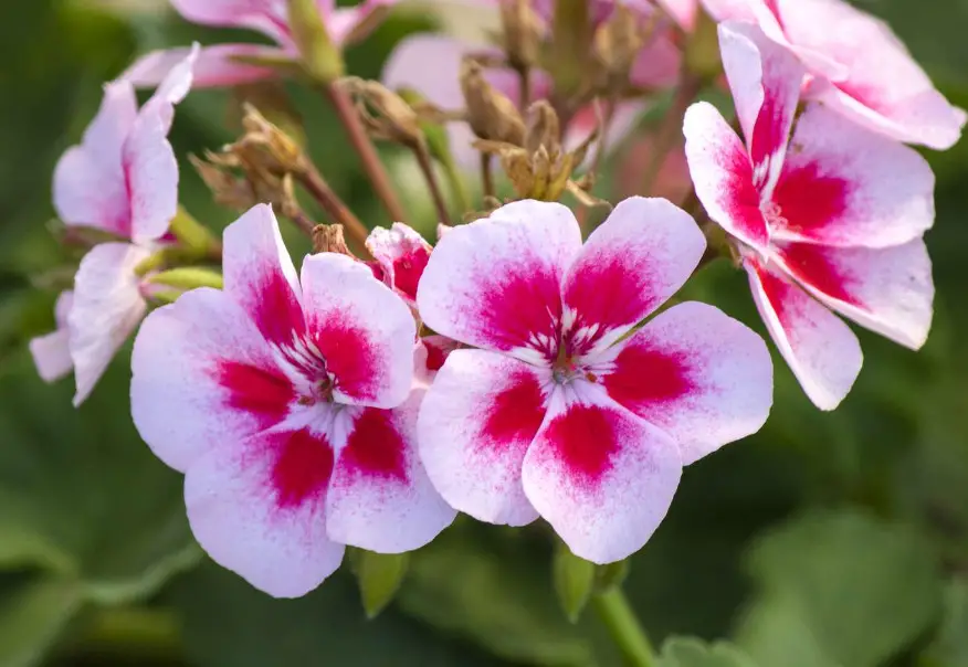 regal-geranium-1 Plants That Repel Flies