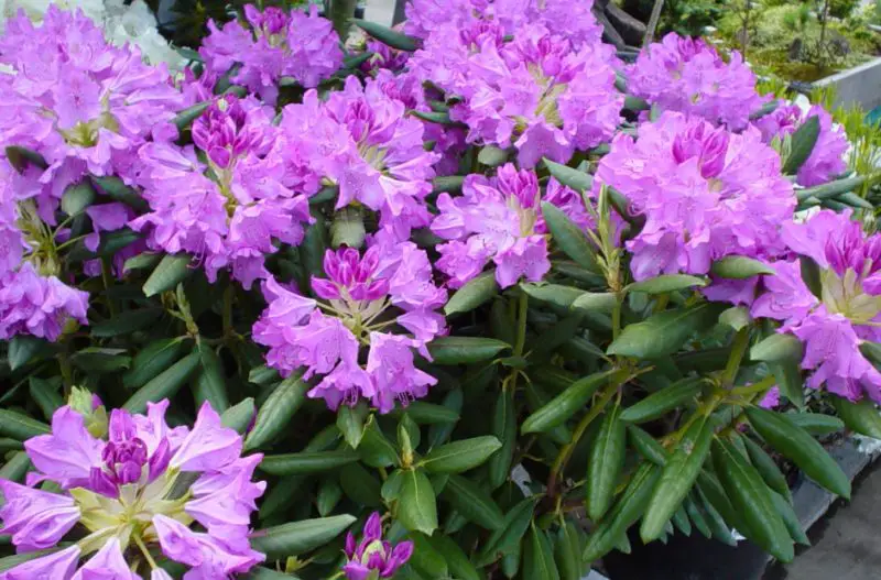 Shrubs with Purple Flowers