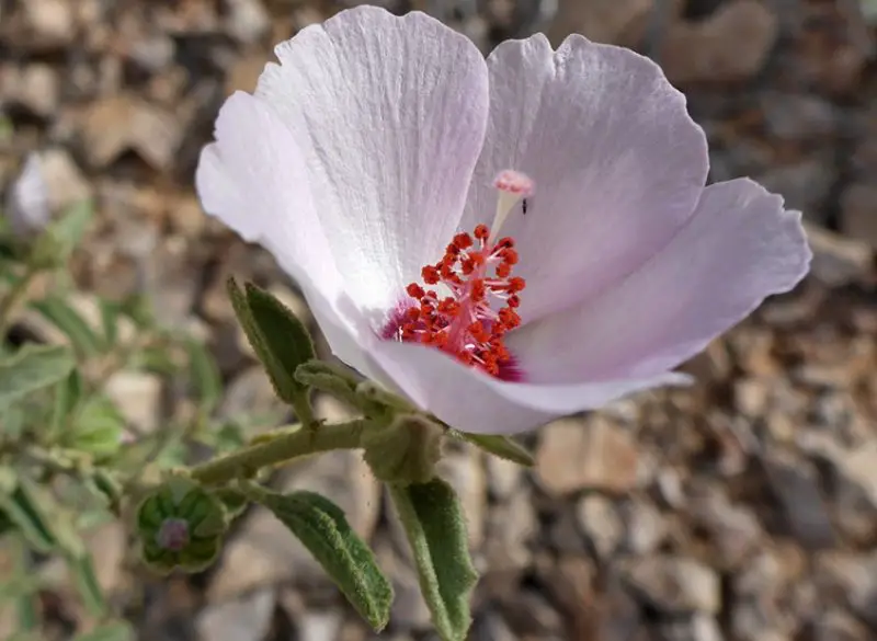 Types of Hibiscus Plants