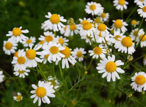 Flowers that Start with R