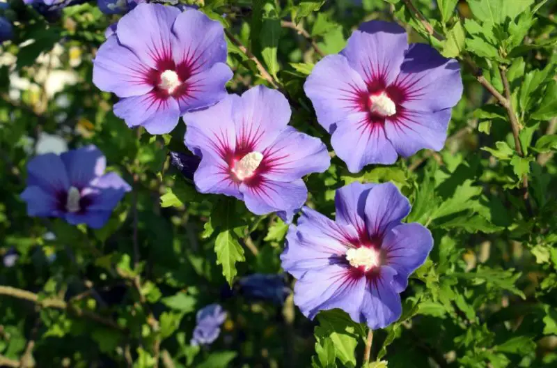 Shrubs with Purple Flowers