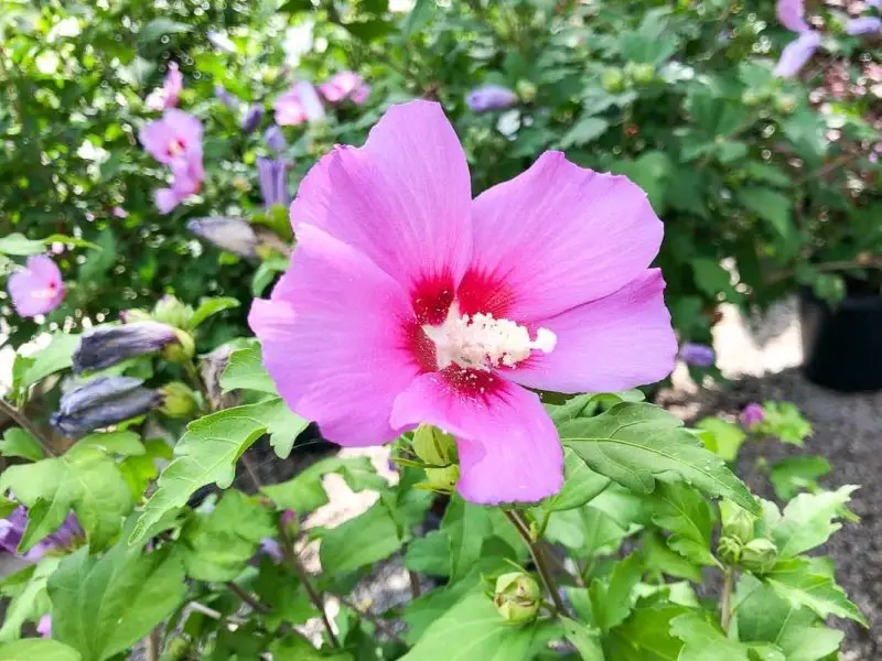 Types of Hibiscus Plants