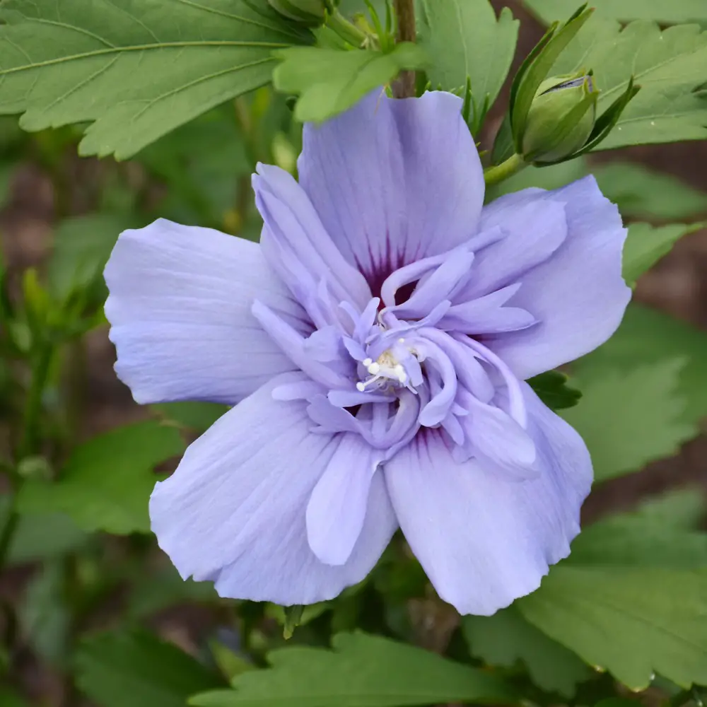 Types of Hibiscus Plants