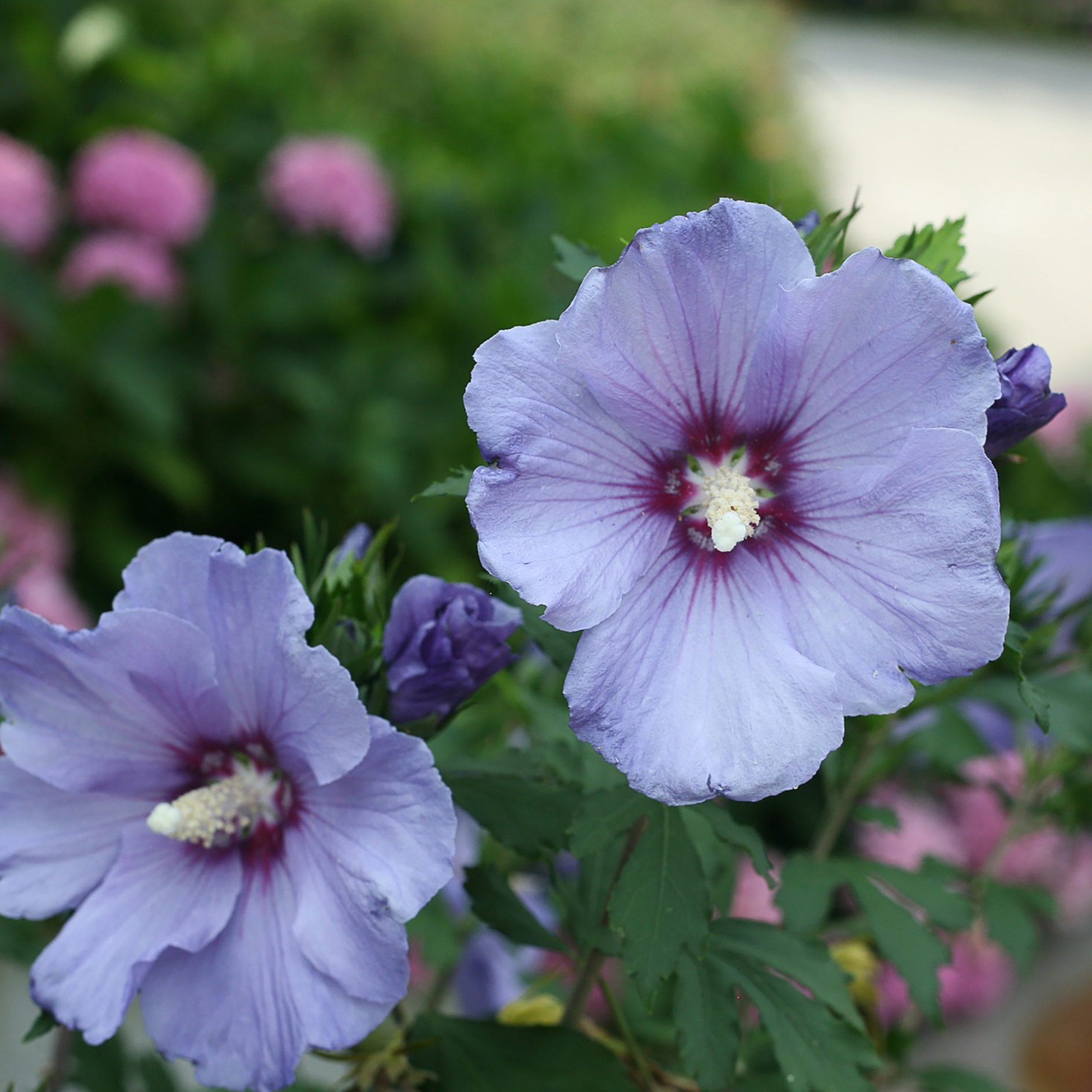 Types of Hibiscus Plants