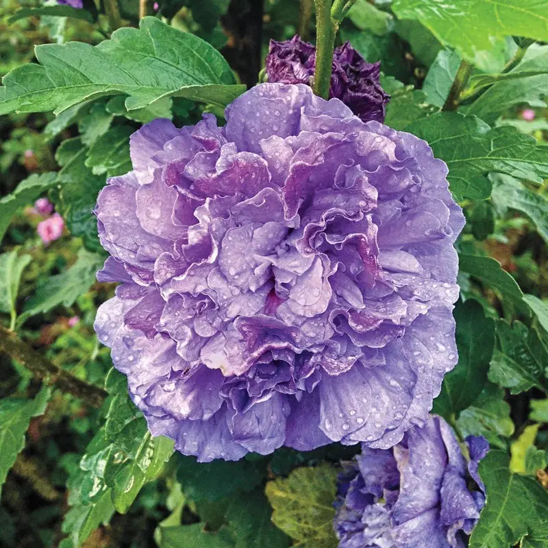 Types of Hibiscus Plants