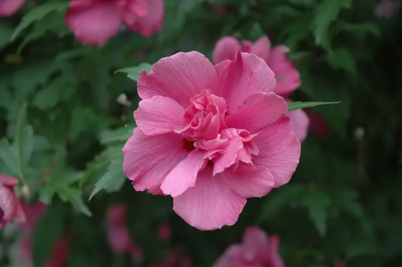 Types of Hibiscus Plants