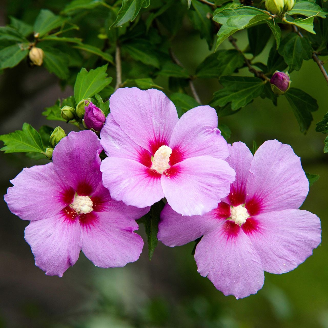Types of Hibiscus Plants