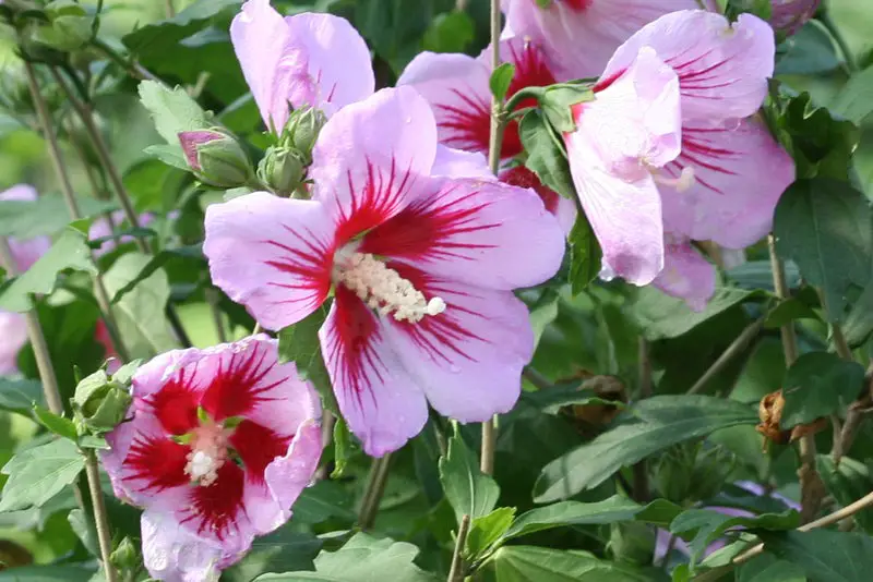 Types of Hibiscus Plants