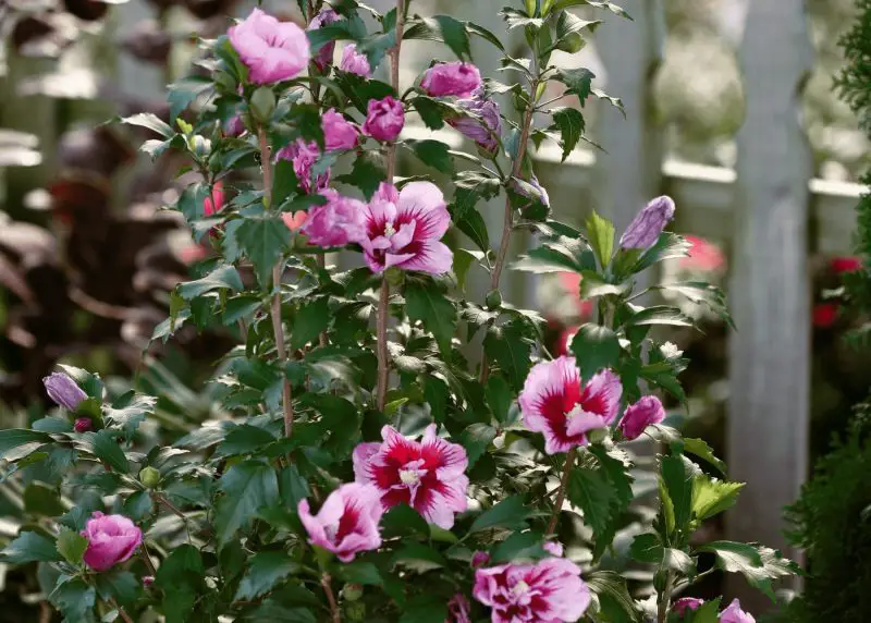 Types of Hibiscus Plants