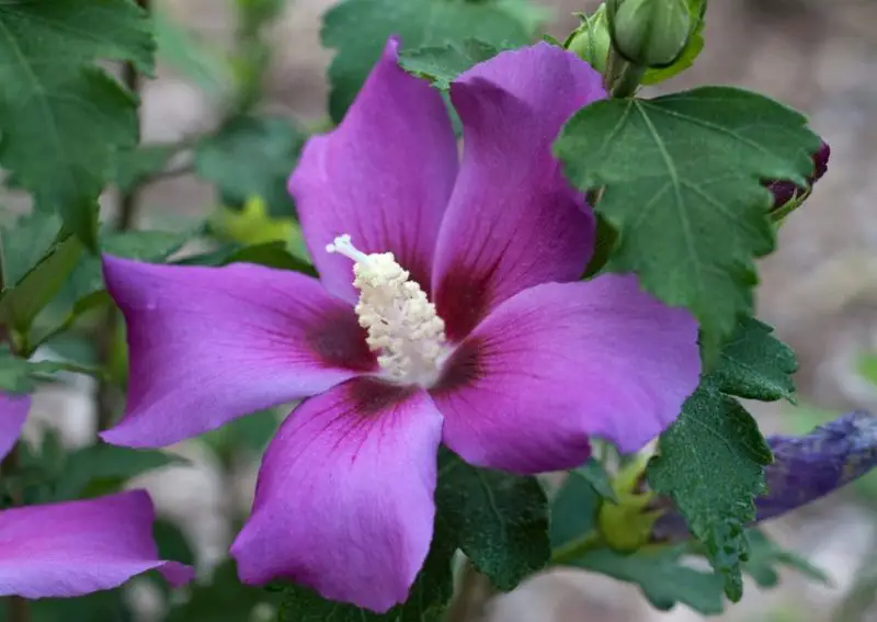 Types of Hibiscus Plants