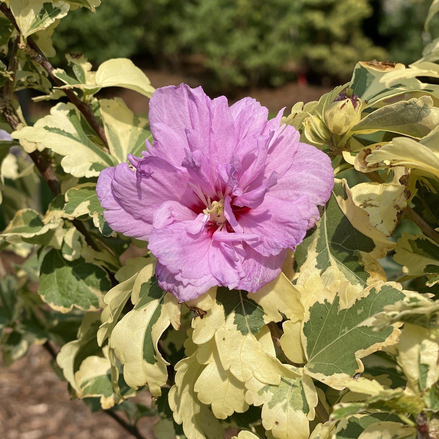Types of Hibiscus Plants