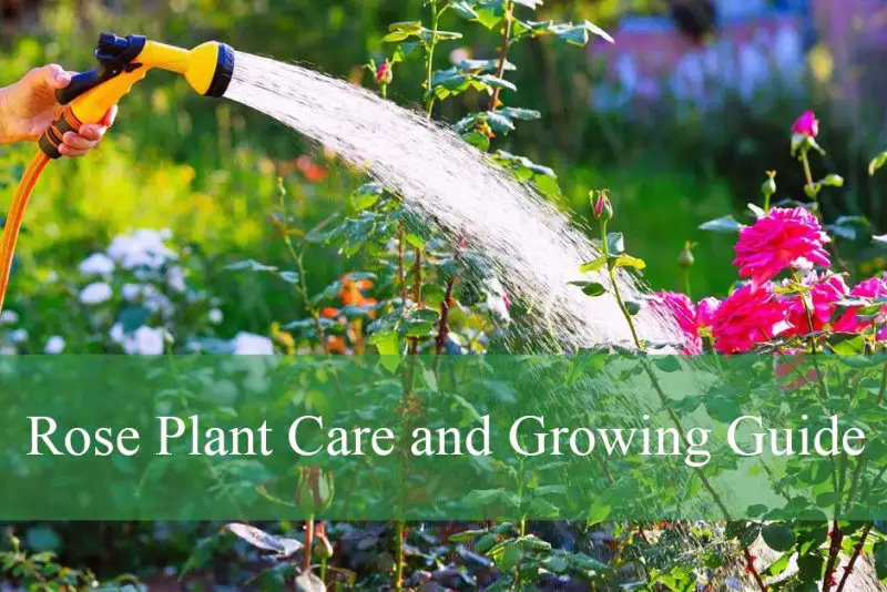 Rose Plant Care and Growing Guide