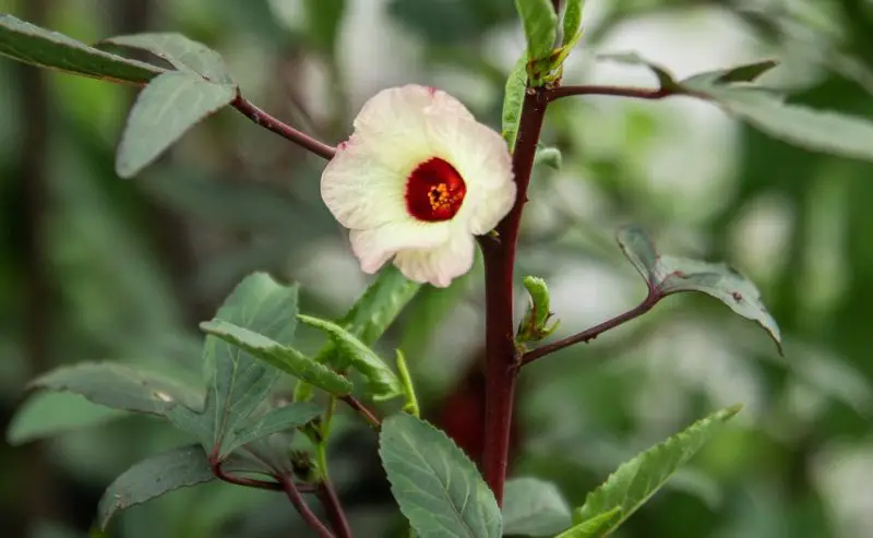Types of Hibiscus Plants