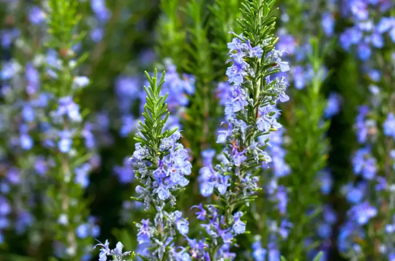 Plants That Repel Mosquitoes