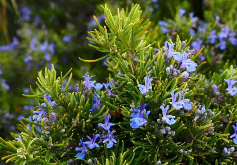 rosemary-plant-800x557-1 Plants That Repel Flies