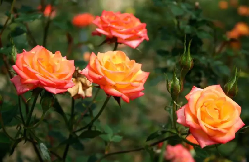 Flowers That Smell Good