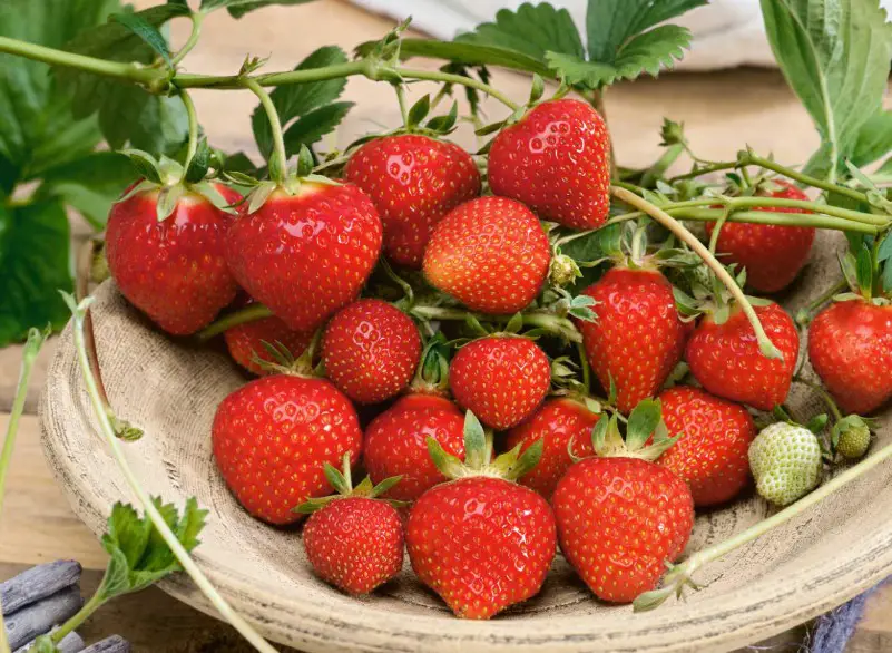 Types of Strawberry Plants