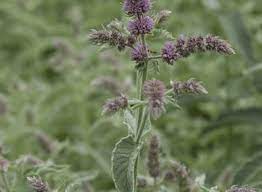 41 Types of Mint Plants (With Pictures)