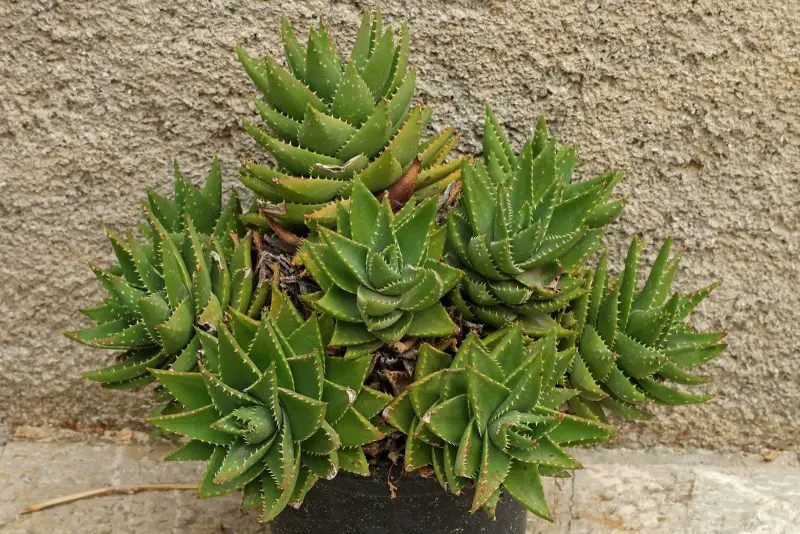 rubble-aloe-aloe-perfoliata-800x534-1 Types of Aloe Plants
