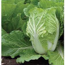 25 Types of Cabbages (With Pictures)