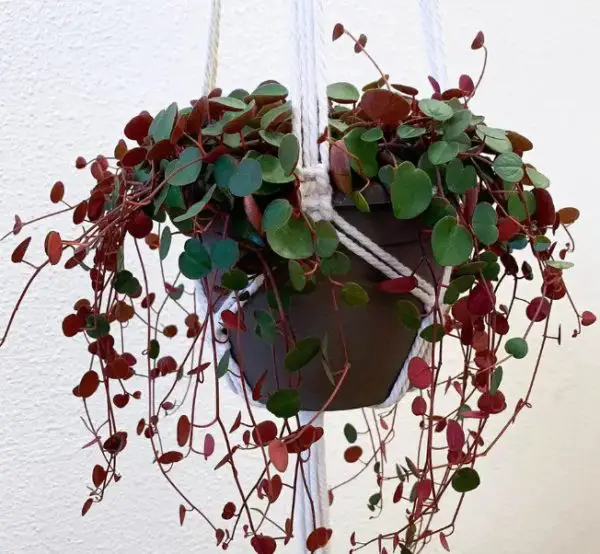 Peperomia Varieties