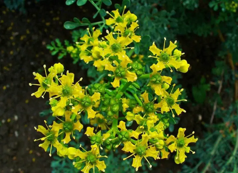 rue-ruta-graveolens-800x582-1 Plants That Repel Flies