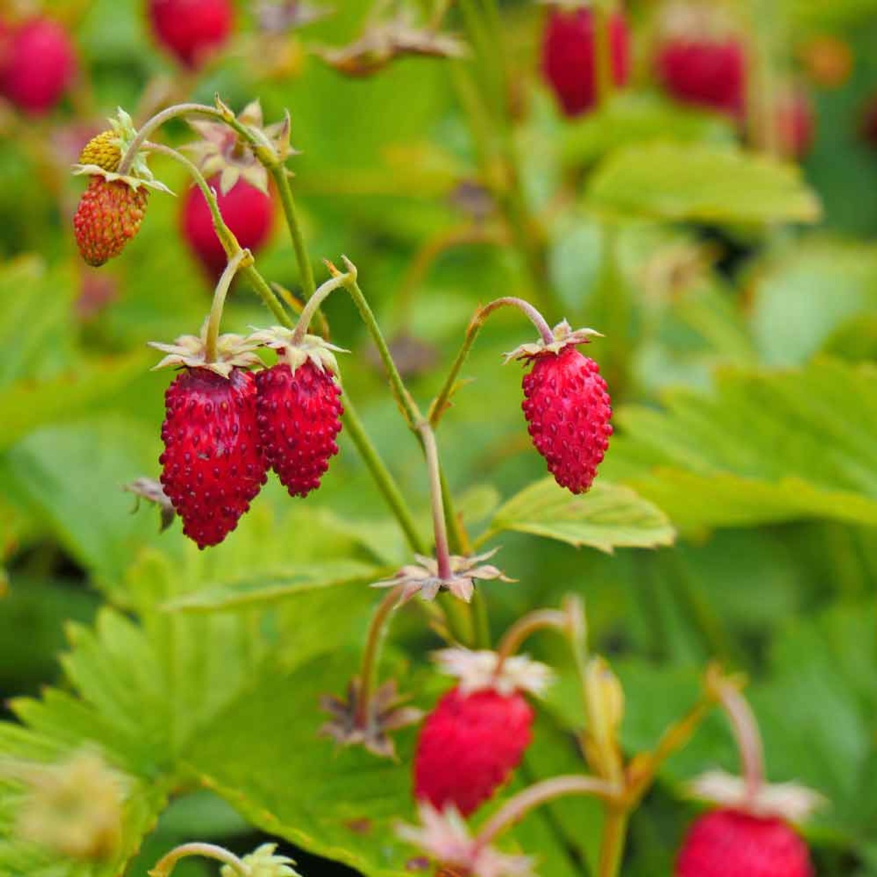 Types of Strawberry Plants