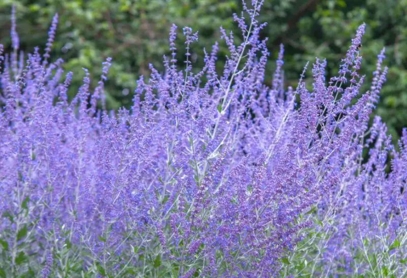 Shrubs with Purple Flowers