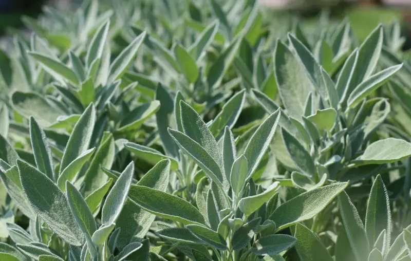 sage-800x508-1 Plants That Repel Flies