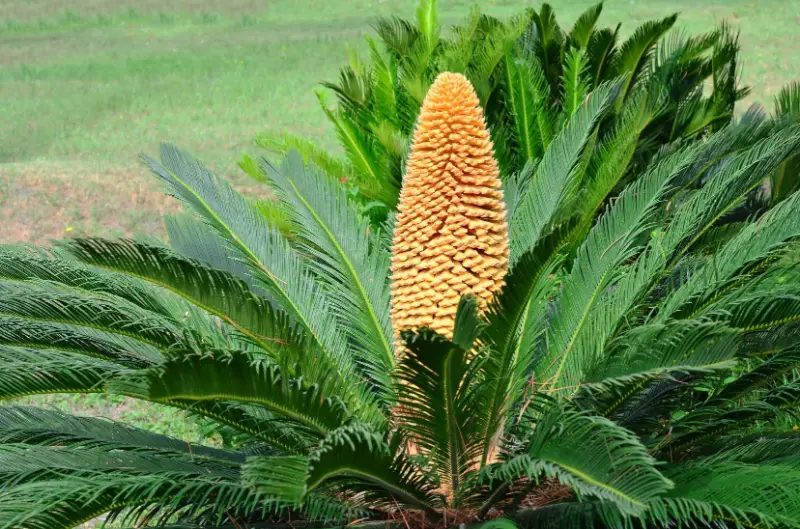 sago-palm-800x529-1 Flowers That Are Toxic to Cats
