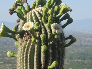 Is Cactus A Fruit or Vegetable