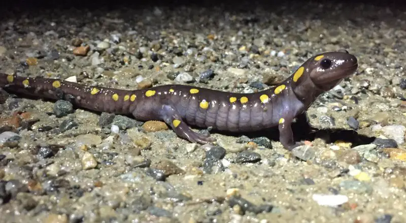 Salamanders in Vermont
