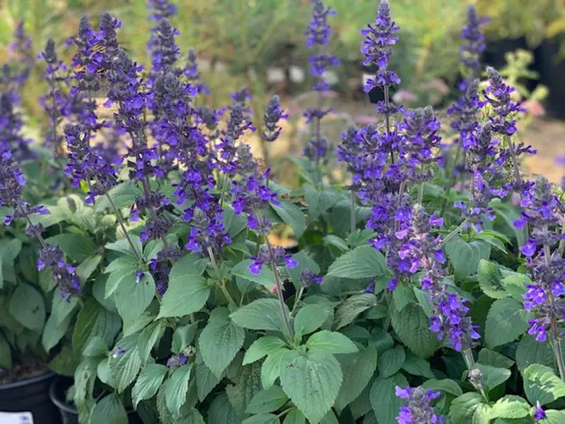 Shrubs with Purple Flowers