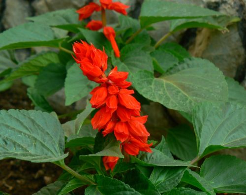 Salvia Splendens