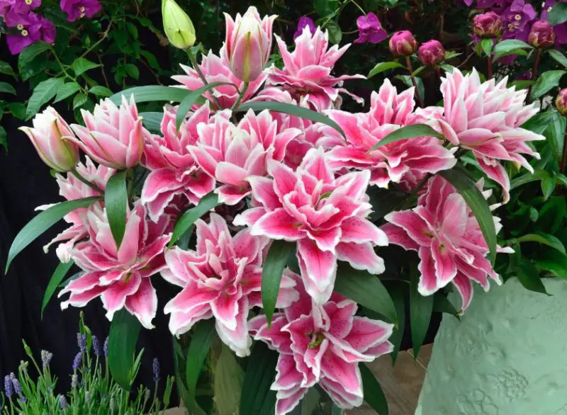 Pink and White Flowers