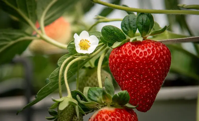 Types of Strawberry Plants