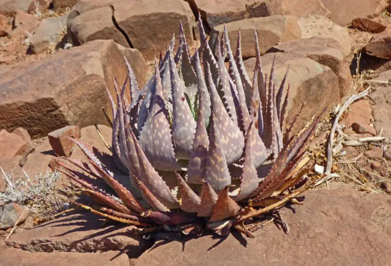 sand-aloe-aloe-hereroensis-800x544-1 Types of Aloe Plants