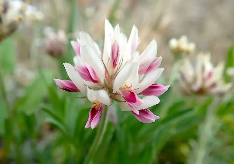 Types of Clover Plants