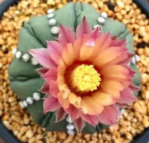 Cactus with Pink Flowers