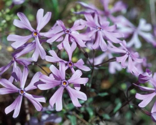 Sand Phlox