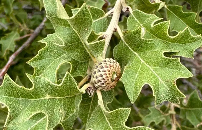 Types of Oak Trees in Texas