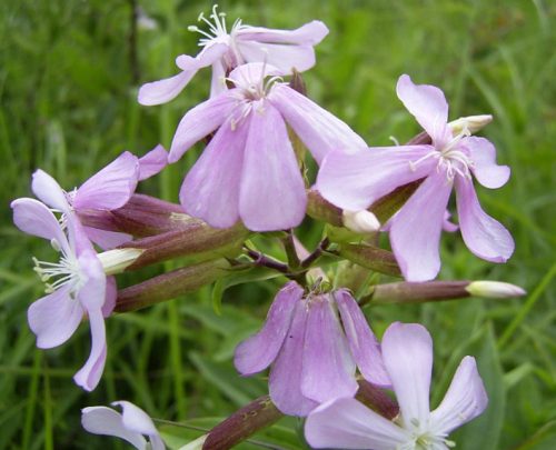 Saponaria