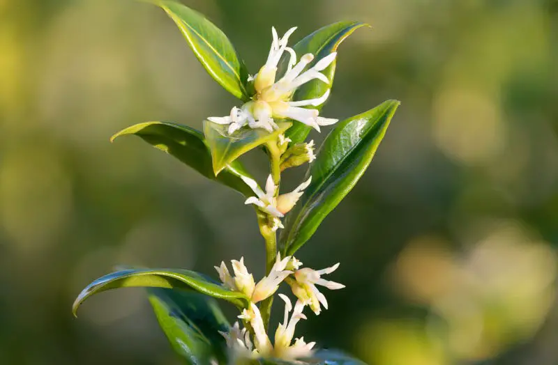 Flowers That Smell Good