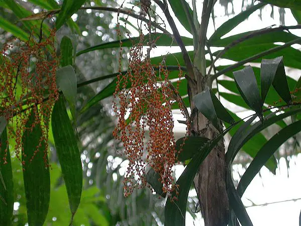 Types of Palm Trees in Florida