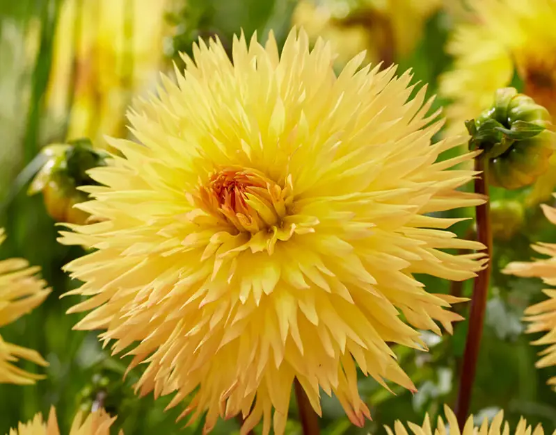Yellow Dahlia