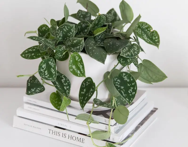 Types of Pothos